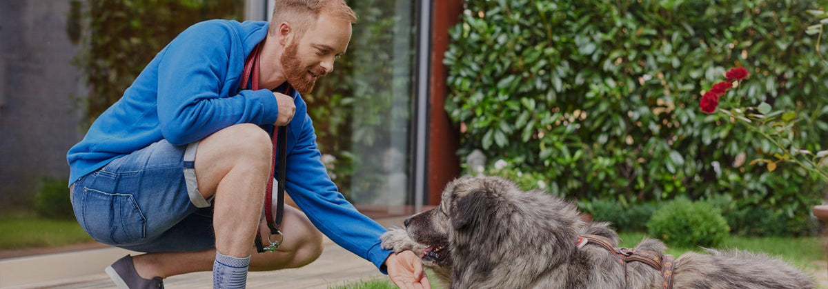 Man crouching to greet a dog while wearing a Bauerfeind AchilloTrain support