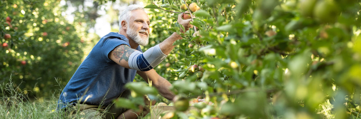 Man picking fruit in a garden while wearing an elbow support